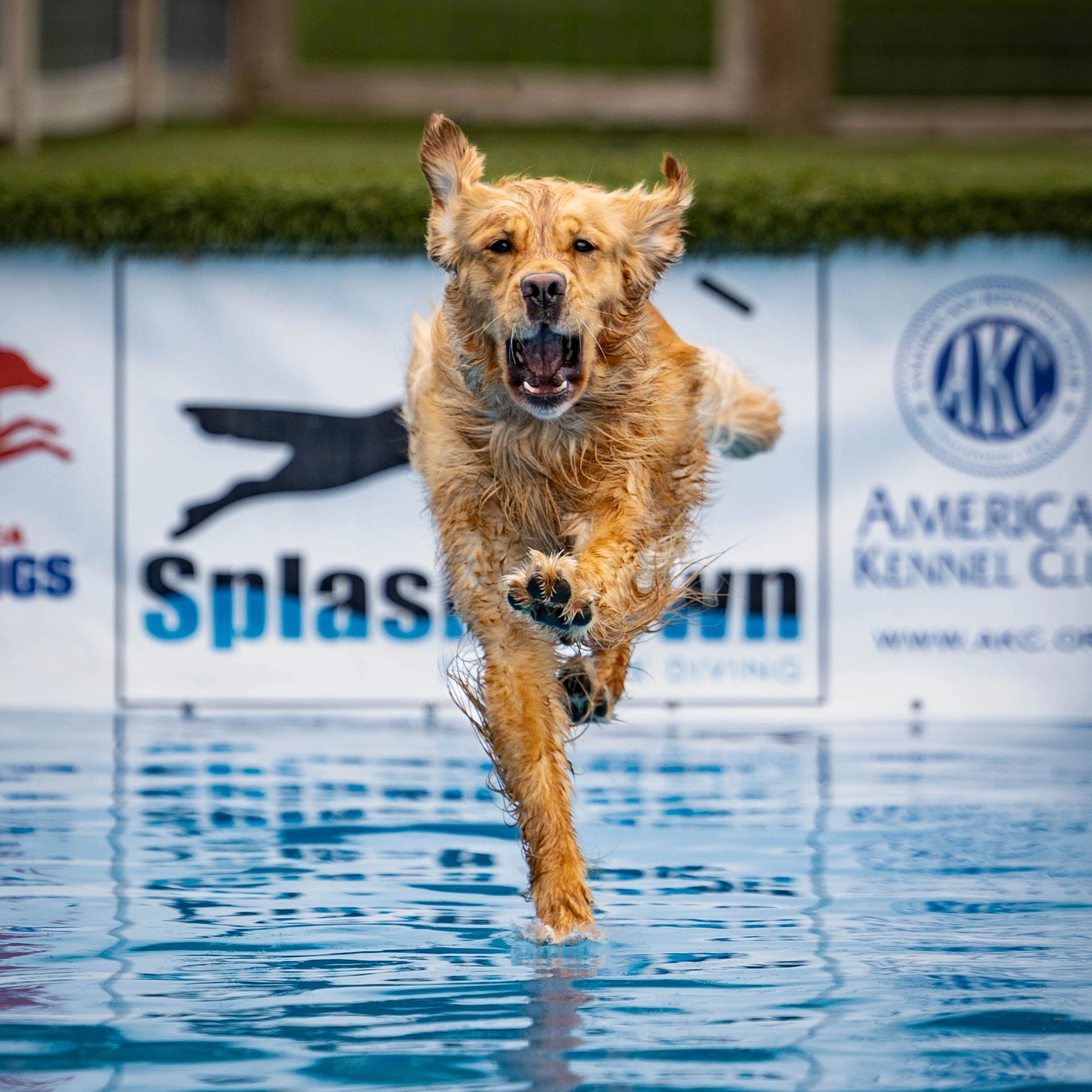 Dog leaping off dock into water at dock diving event
